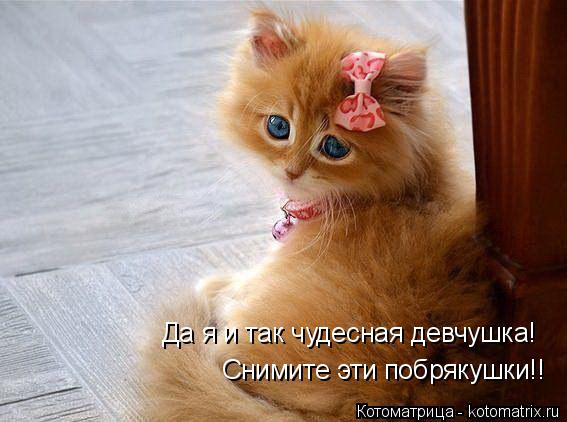 Котоматрица: Да я и так чудесная девчушка! Снимите эти побрякушки!!