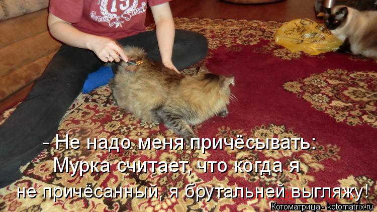 - Не надо меня причёсывать: Мурка считает, что когда я не причёсанный, я брутальней выгляжу!... Котоматрица: - Не надо меня причёсывать: Мурка считает, что когда я не причёсанный, я брутальней выгляжу!