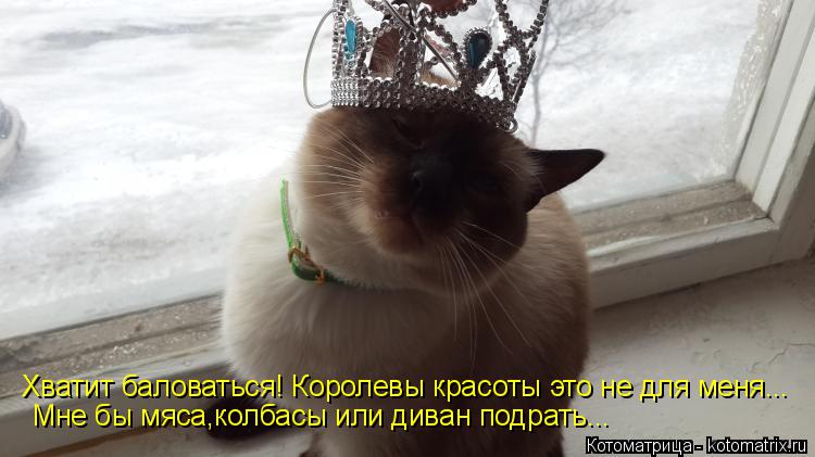 Котоматрица: Хватит баловаться! Королевы красоты это не для меня... Мне бы мяса,колбасы или диван подрать...