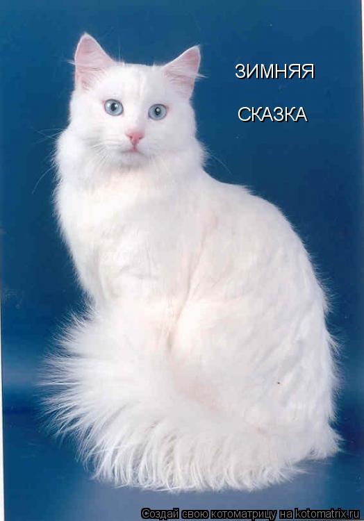 Котоматрица: ЗИМНЯЯ СКАЗКА