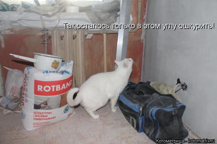 Так,осталось только в этом углу ошкурить!... Котоматрица: Так,осталось только в этом углу ошкурить!