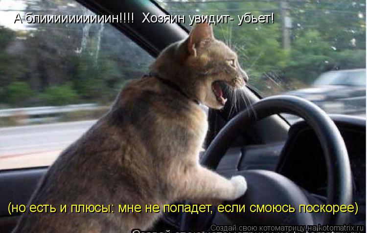 Котоматрица: А блиииииииииин!!!!  Хозяин увидит- убьет! (но есть и плюсы: мне не попадет, если смоюсь поскорее)