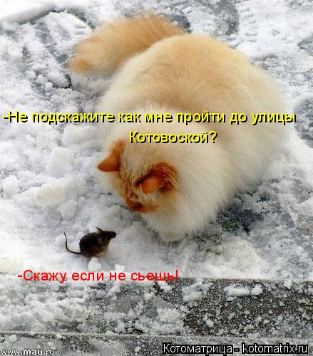 Котоматрица: -Не подскажите как мне пройти до улицы  Котовоской? -Скажу если не сьешь!