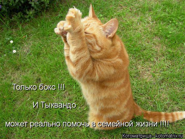 Котоматрица: Только бокс !!! может реально помочь в семейной жизни !!!! И Тыквандо ,