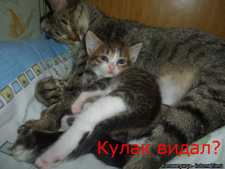 Котоматрица: Кулак видал?