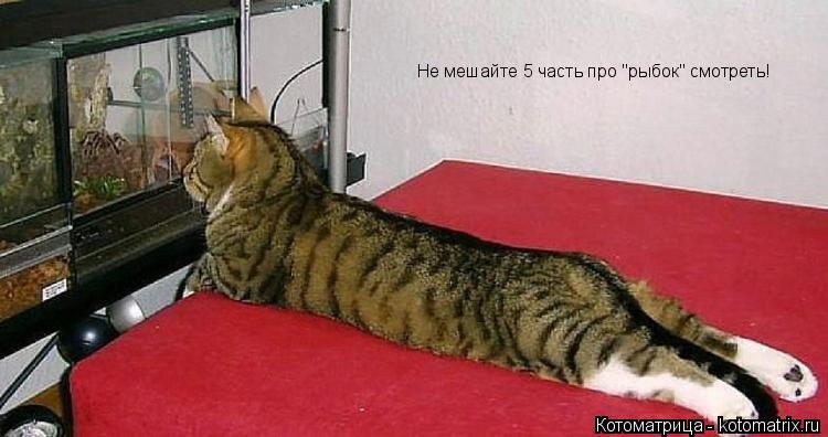 Котоматрица: Не мешайте 5 часть про "рыбок" смотреть!