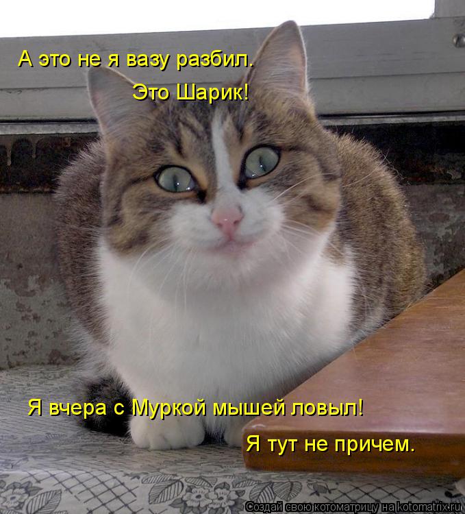 Котоматрица: А это не я вазу разбил. Это Шарик! Я вчера с Муркой мышей ловыл! Я тут не причем.