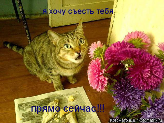 Котоматрица: я хочу съесть тебя  прямо сейчас!!!