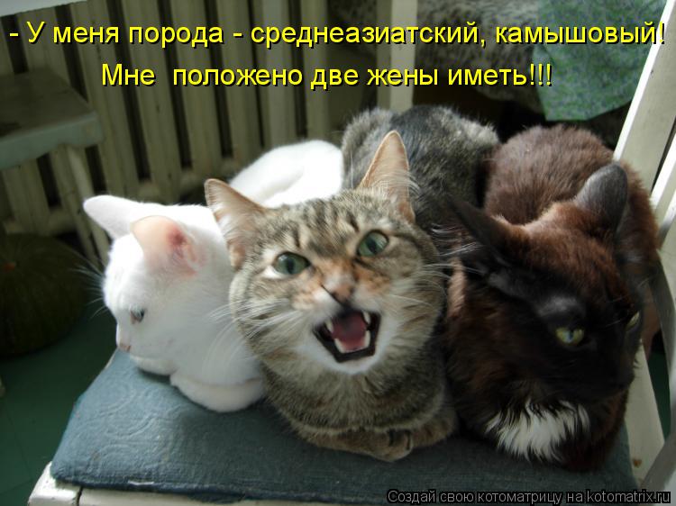 Котоматрица: - У меня порода - среднеазиатский, камышовый! Мне  положено две жены иметь!!!