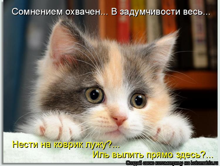 Сомнением охвачен... В задумчивости весь... Нести на коврик лужу?... Иль вылить прямо здесь?...... Котоматрица: Сомнением охвачен... В задумчивости весь... Нести на коврик лужу?... Иль вылить прямо здесь?...