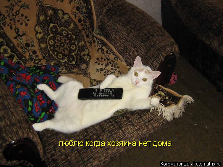 Котоматрица: люблю когда хозяина нет дома