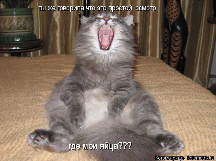 Котоматрица: ты же говорила что это простой  осмотр  где мои яйца???