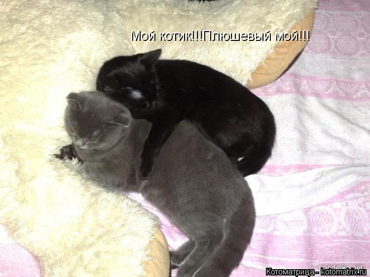 Мой котик!!!Плюшевый мой!!!... Котоматрица: Мой котик!!!Плюшевый мой!!!