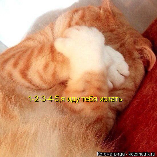 Котоматрица: 1-2-3-4-5,я иду тебя искать