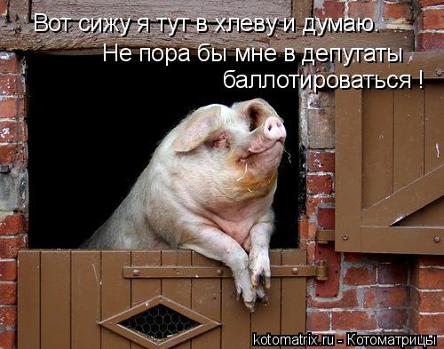 Котоматрица: Вот сижу я тут в хлеву и думаю. Не пора бы мне в депутаты  баллотироваться !