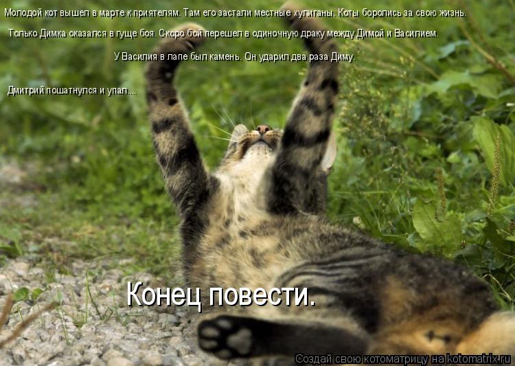 Котоматрица: Молодой кот вышел в марте к приятелям. Там его застали местные хулиганы. Коты боролись за свою жизнь. Только Димка оказался в гуще боя. Скоро