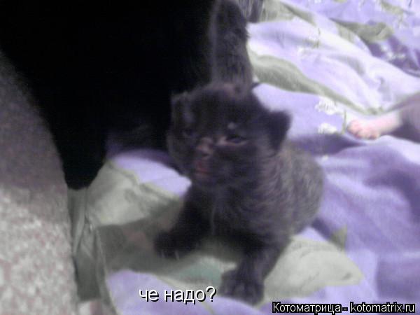Котоматрица: че надо?