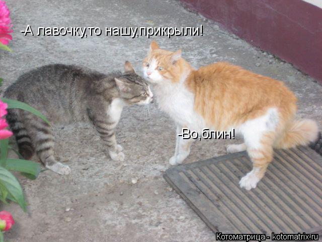 Котоматрица: -А лавочку,то нашу,прикрыли! -Во,блин!