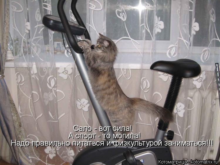 Котоматрица: Надо правильно питаться и физкультурой заниматься!!! А спорт - то могила! Сало - вот сила!