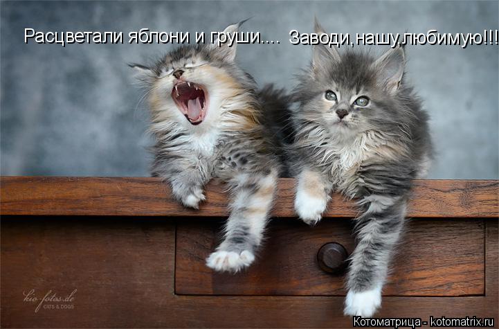 Заводи,нашу,любимую!!! Расцветали яблони и груши....... Котоматрица: Заводи,нашу,любимую!!! Расцветали яблони и груши....