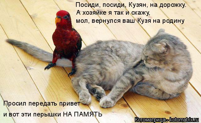 Котоматрица: Посиди, посиди, Кузян, на дорожку. А хозяйке я так и скажу, мол, вернулся ваш Кузя на родину Просил передать привет и вот эти перышки НА ПАМЯТЬ