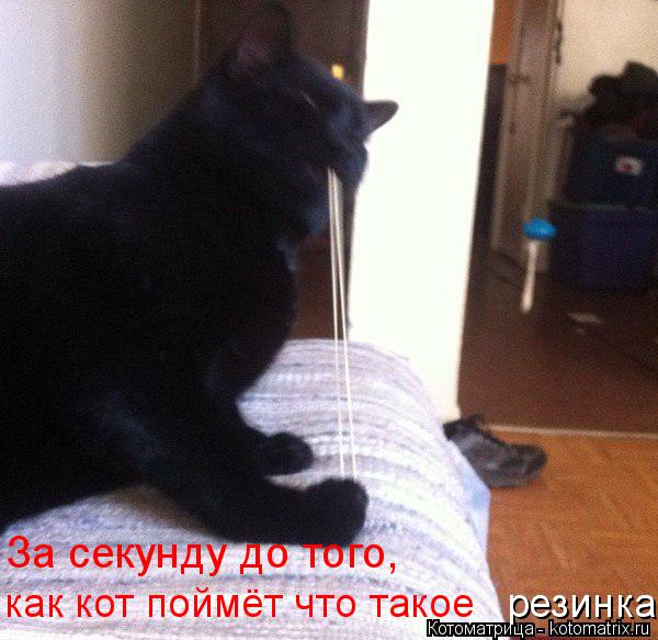 За секунду до того, как кот поймёт что такое резинка... Котоматрица: За секунду до того, как кот поймёт что такое резинка