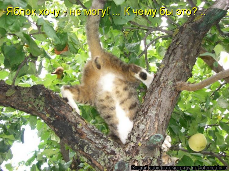 -Яблок хочу - не могу! ... К чему бы это? ..... Котоматрица: -Яблок хочу - не могу! ... К чему бы это? ..