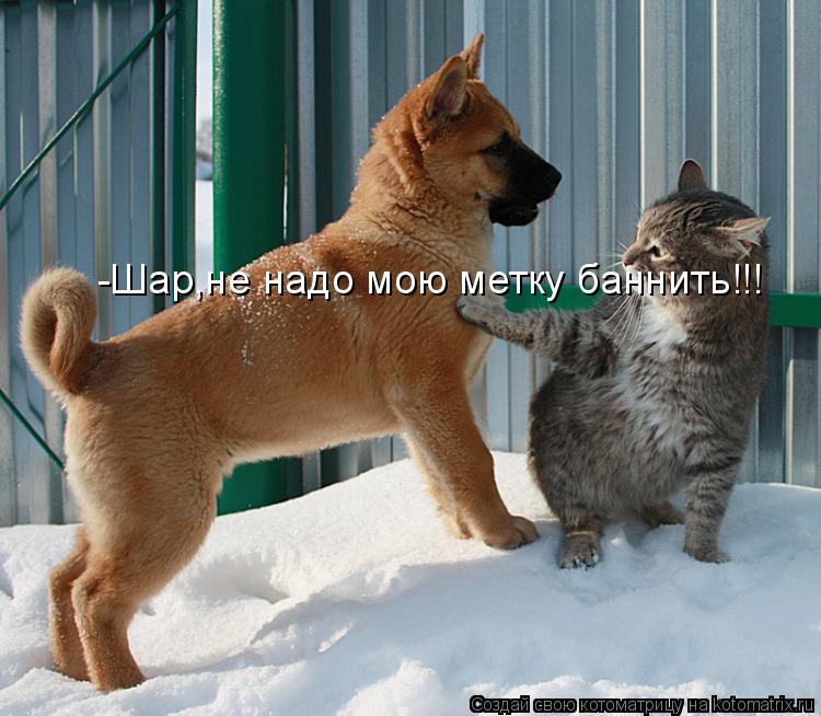 Котоматрица: -Шар,не надо мою метку баннить!!!