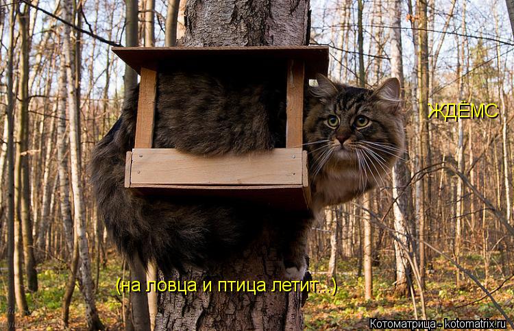 Котоматрица: ЖДЁМС (на ловца и птица летит...)