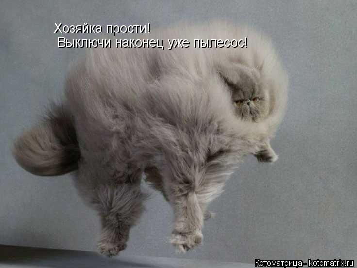 Котоматрица: Хозяйка прости! Выключи наконец уже пылесос!