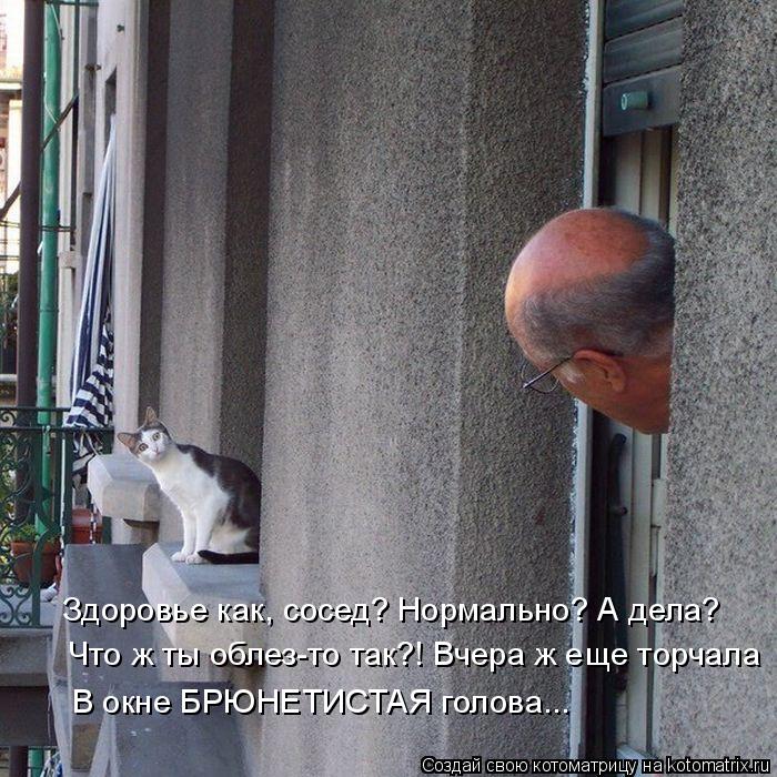 Котоматрица: Здоровье как, сосед? Нормально? А дела? Что ж ты облез-то так?! Вчера ж еще торчала В окне БРЮНЕТИСТАЯ голова...