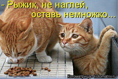 Котоматрица: - Рыжик, не наглей,  оставь немножко...