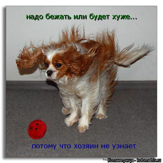Котоматрица: надо бежать или будет хуже... потому что хозяин не узнает