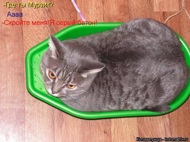 Котоматрица: -Где ты Мурзик? Аааа -Скройте меня!Я серый батон!