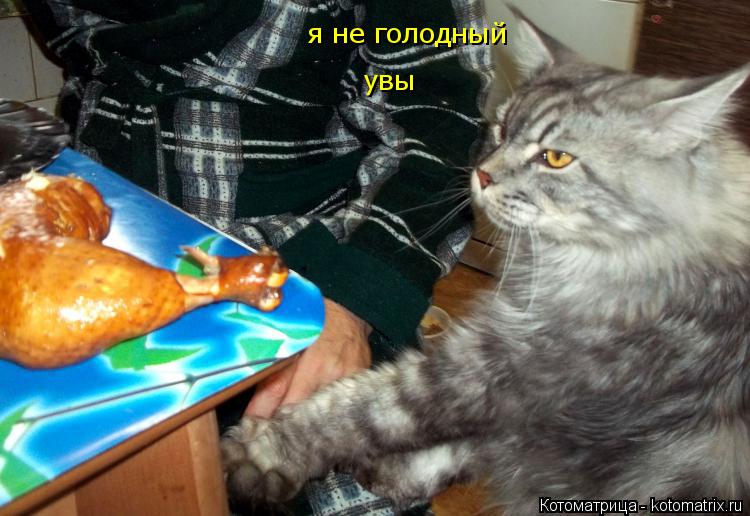 Котоматрица: я не голодный увы