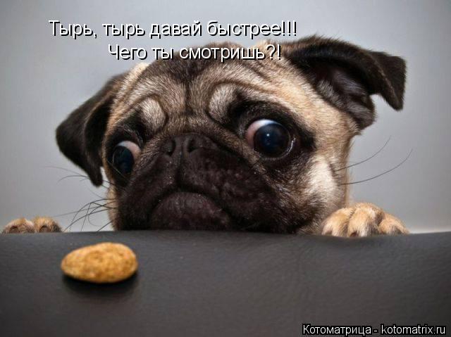 Котоматрица: Тырь, тырь давай быстрее!!! Чего ты смотришь?!