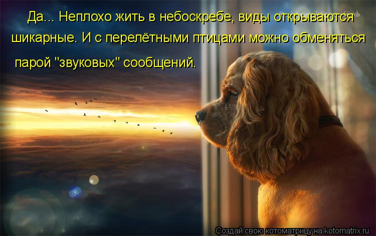 Да... Неплохо жить в небоскребе, виды открываются шикарные. И с перелётными птицами можно обменяться... Котоматрица: Да... Неплохо жить в небоскребе, виды открываются шикарные. И с перелётными птицами можно обменяться парой "звуковых" сообщений.