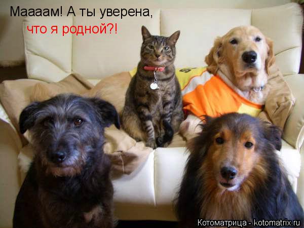 Котоматрица: Маааам! А ты уверена, что я родной?!