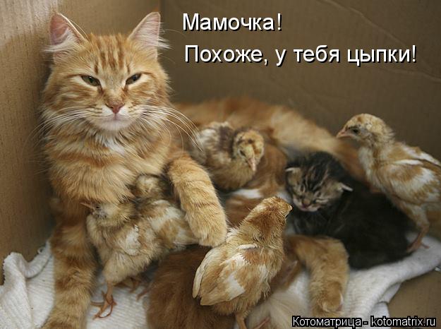 Котоматрица: Мамочка! Похоже, у тебя цыпки!