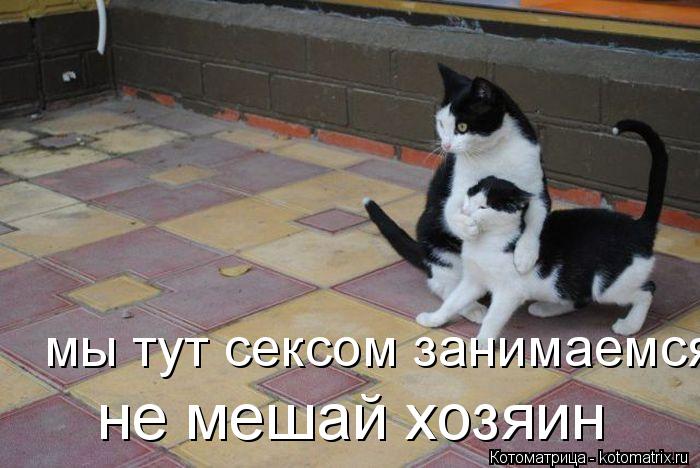 мы тут сексом занимаемся не мешай хозяин... Котоматрица: мы тут сексом занимаемся не мешай хозяин