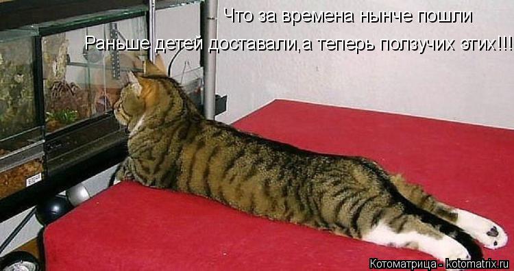 Котоматрица: Что за времена нынче пошли Раньше детей доставали,а теперь ползучих этих!!!