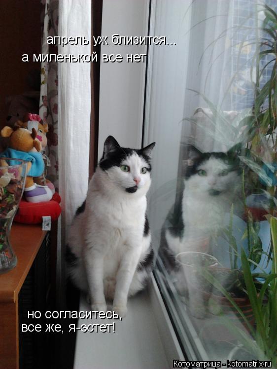 Котоматрица: апрель уж близится... а миленькой все нет но согласитесь, все же, я-эстет!