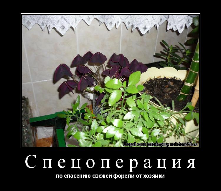 Котоматрица: Спецоперация по спасению свежей форели от хозяйки