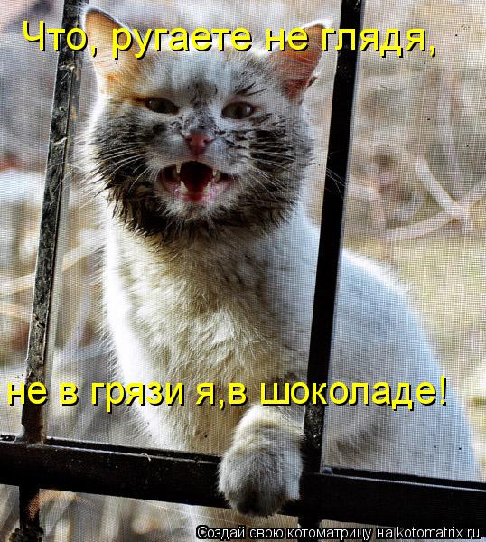 Что, ругаете не глядя, не в грязи я,в шоколаде!... Котоматрица: Что, ругаете не глядя, не в грязи я,в шоколаде!