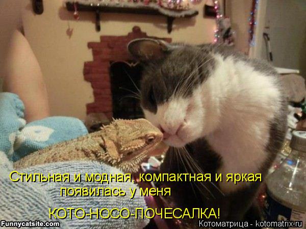 Стильная и модная, компактная и яркая появилась у меня КОТО-НОСО-ПОЧЕСАЛКА!... Котоматрица: Стильная и модная, компактная и яркая появилась у меня КОТО-НОСО-ПОЧЕСАЛКА!