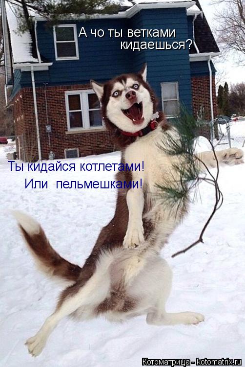 Котоматрица: А чо ты ветками  кидаешься? Ты кидайся котлетами! Или  пельмешками!