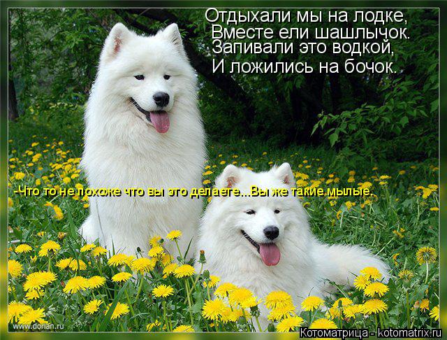 Отдыхали мы на лодке, Вместе ели шашлычок. Запивали это водкой, И ложились на бочок. -Что то не похож... Котоматрица: Отдыхали мы на лодке, Вместе ели шашлычок. Запивали это водкой, И ложились на бочок. -Что то не похоже что вы это делаете...Вы же такие мылые.