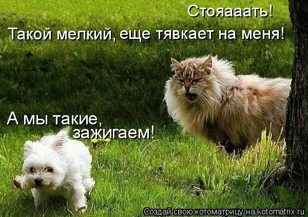 Такой мелкий, А мы такие, зажигаем! Стояааать! еще тявкает на меня!... Котоматрица: Такой мелкий, А мы такие, зажигаем! Стояааать! еще тявкает на меня!