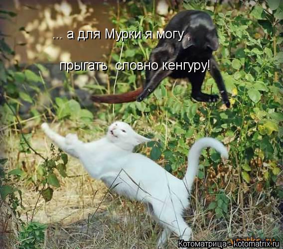 Котоматрица: ... а для Мурки я могу , прыгать  словно кенгуру!