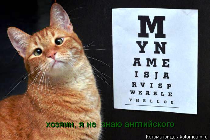 Котоматрица: хозяин, я не  знаю английского